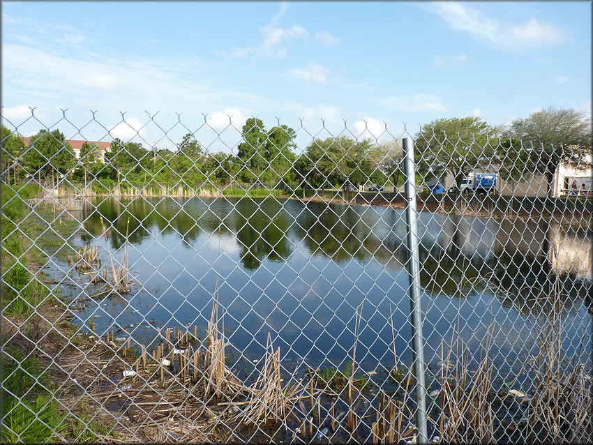 Retention Pond Behind WinnDixie Grocery Store On Beach Boulevard